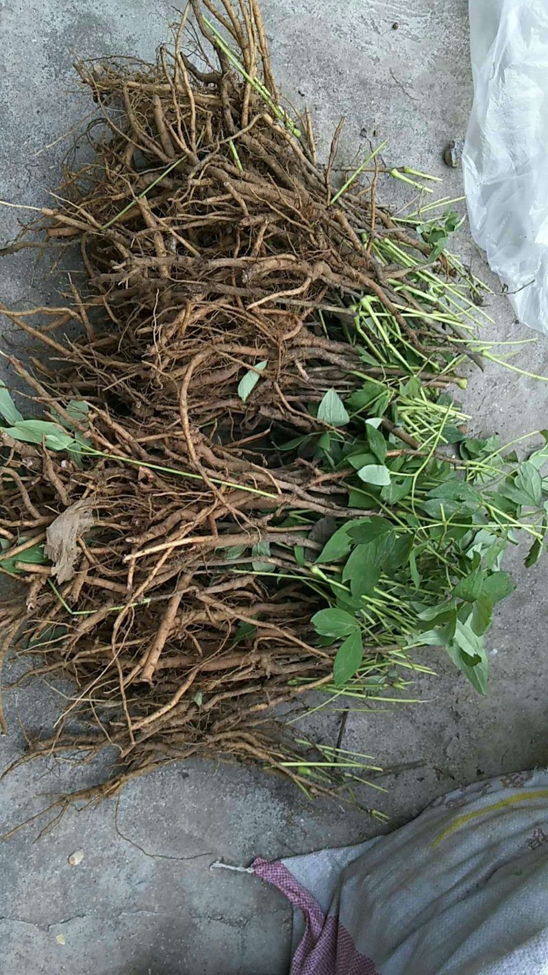 芍药苗市场观察与解读