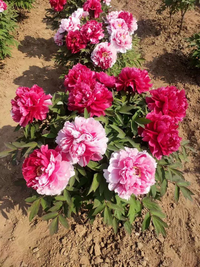 菏泽牡丹苗市场行情解析