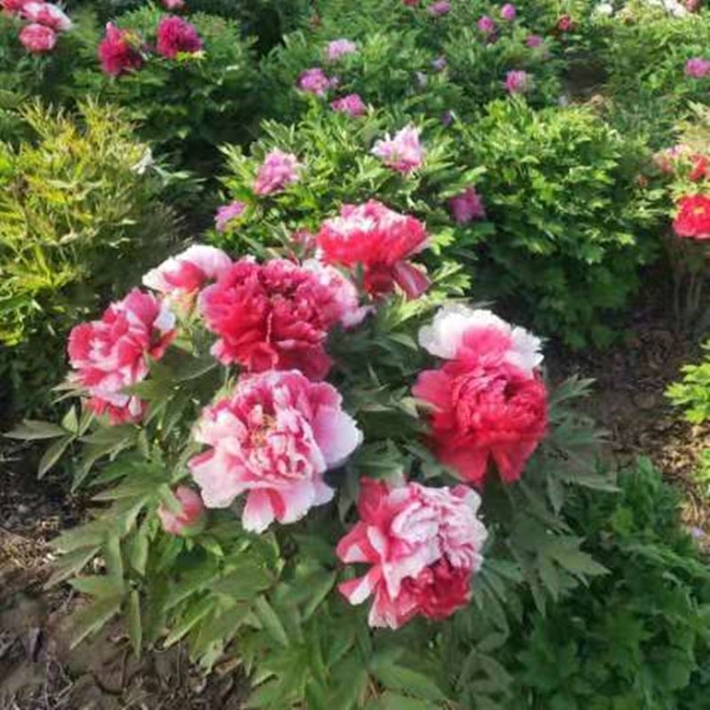 牡丹苗价格探秘:春天里的花语密码