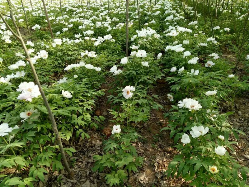芍药苗市场观察与解读