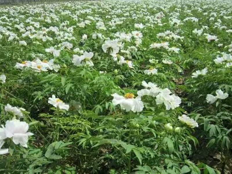 花开之始:菏泽牡丹苗迎来新一年的发展机遇