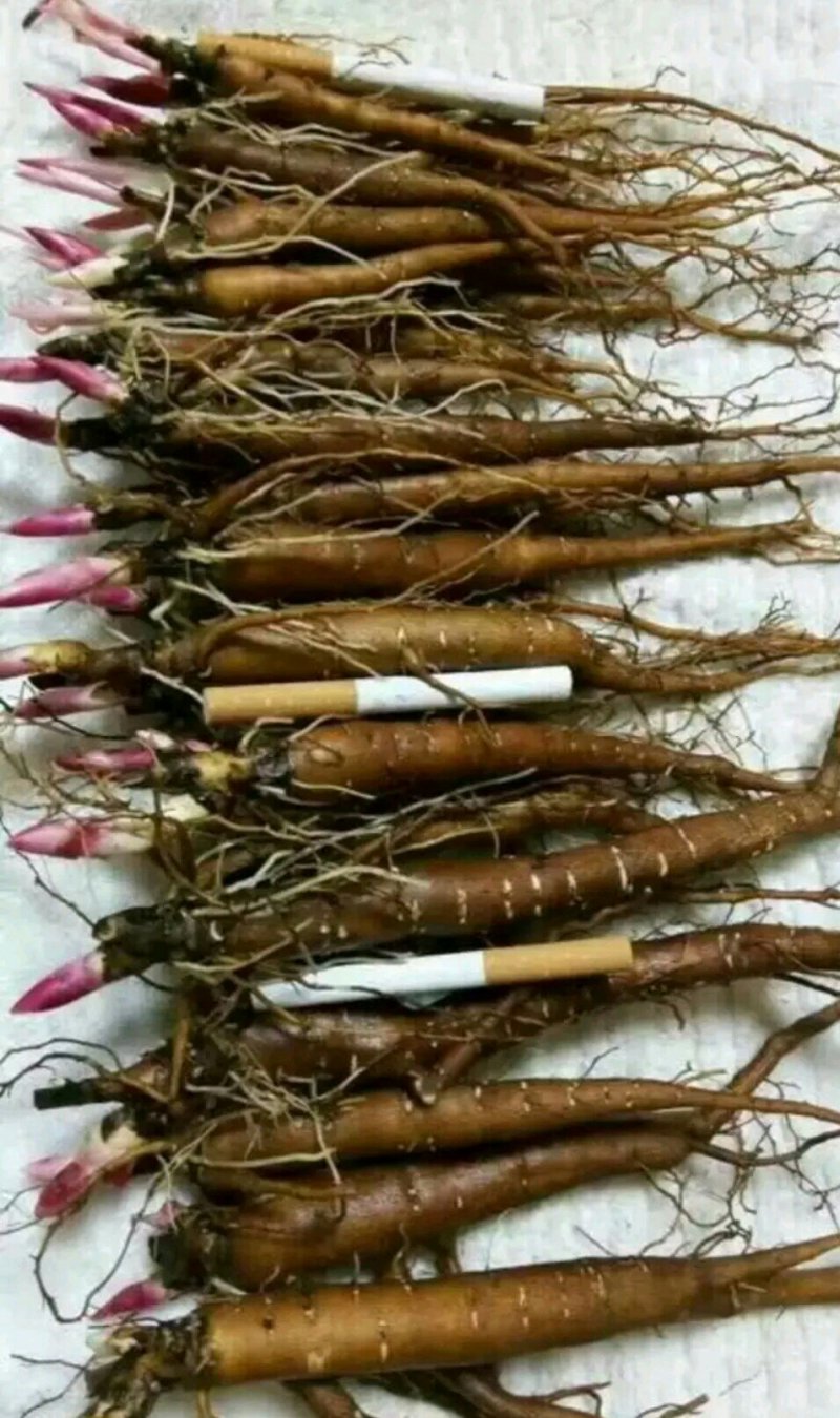 探寻菏泽牡丹苗的魅力与种植故事