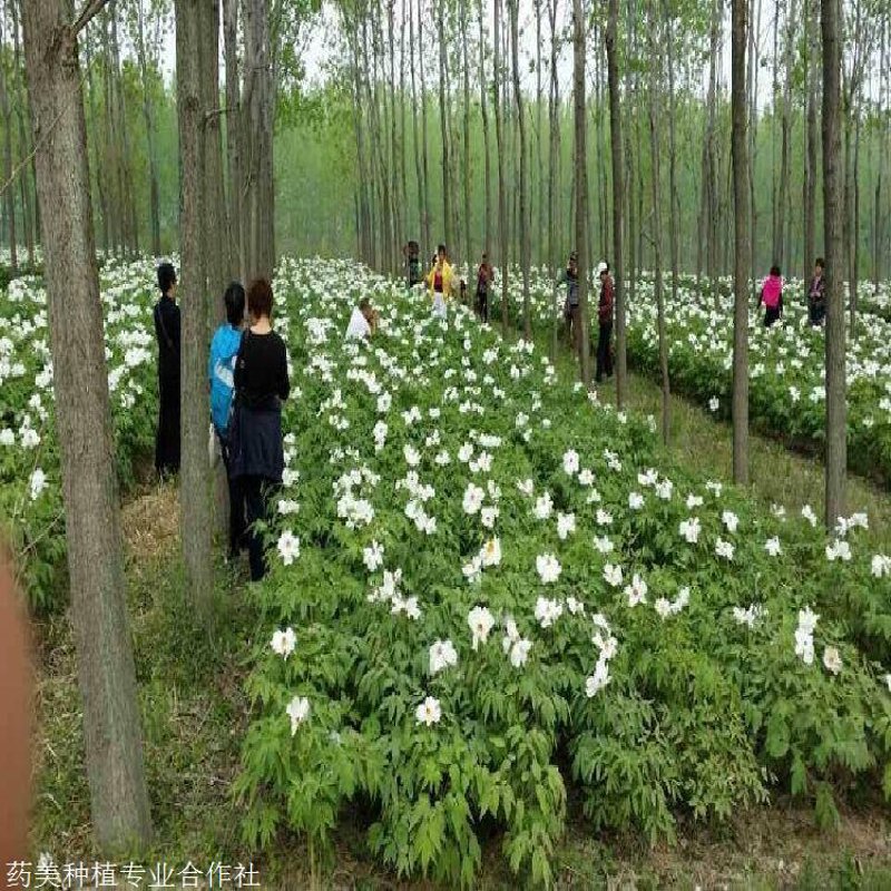 油用牡丹苗:现代农业新星与未来发展趋势