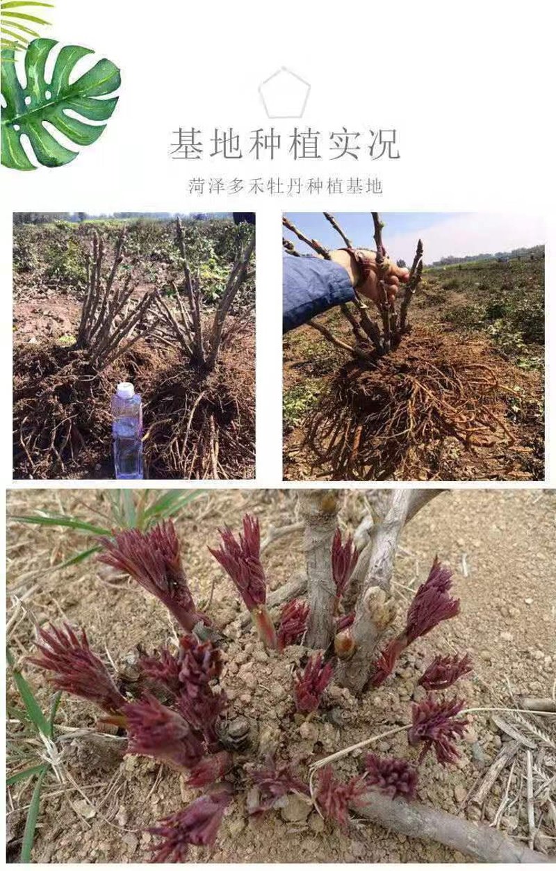 油用牡丹苗种植：新希望的田野